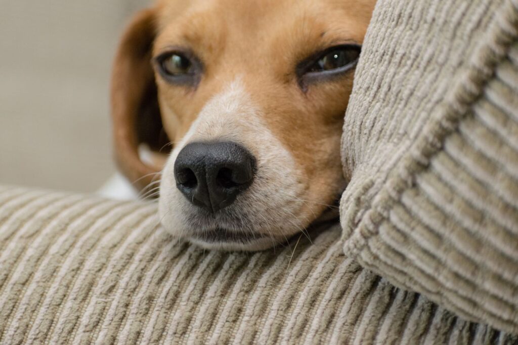 Appartamento turistico inclusivo per soggiorno pet friendly a Roma
